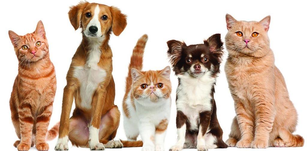 Доска объявлений о животных | ЗооТом - продажа, вязка и услуги для животных в Богородицке