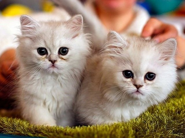 Породы кошек в Богородицке | ЗооТом портал о животных