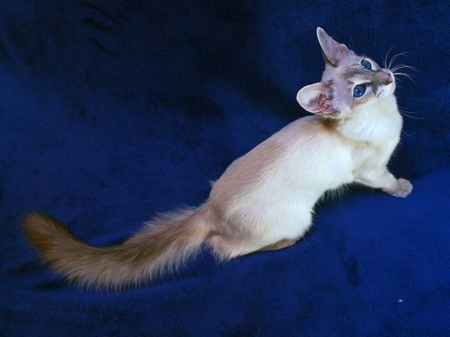 Выведенные породы кошек в Богородицке | ЗооТом портал о животных