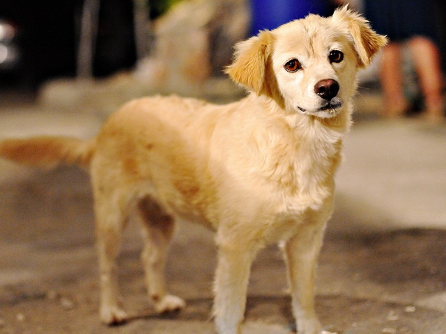 Породы собак в Богородицке | ЗооТом портал о животных
