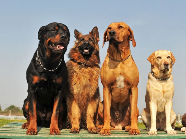 Крупные породы собак в Богородицке | ЗооТом портал о животных